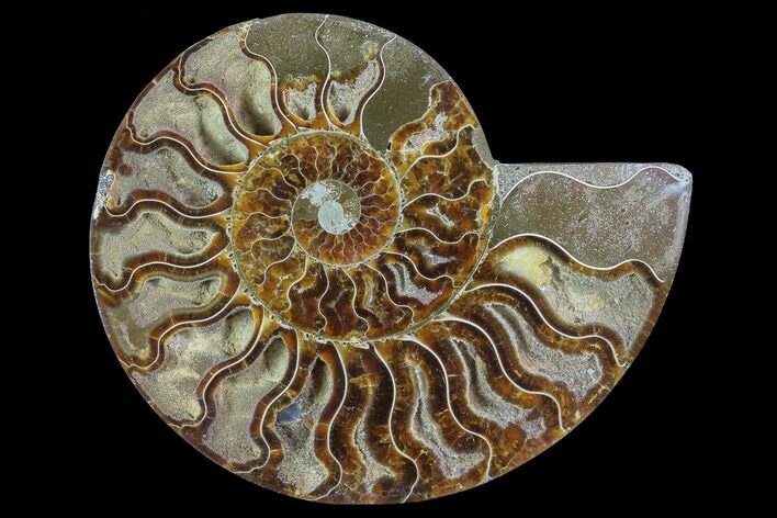 Bargain, Agatized Ammonite Fossil (Half) - Madagascar #88179